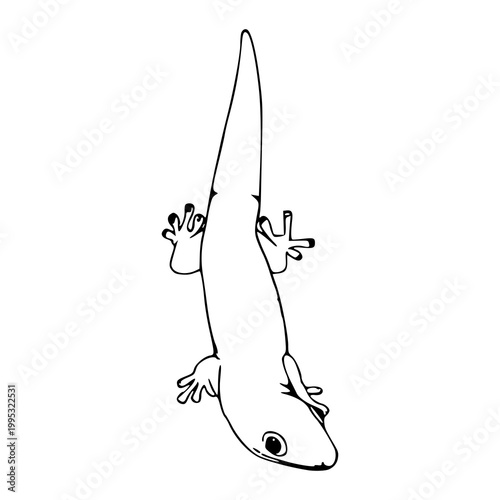clean lizard line art illustration, digital sketch of a crawling reptile