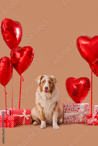 Cute Australian Shepherd do...
