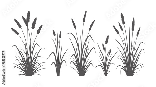 Dark gray silhouette of five different sized cattail plants white grass