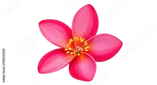 Vibrant pink flower illustration, tropical blossom graphic element for botanical design projects isolated on Transparent Background