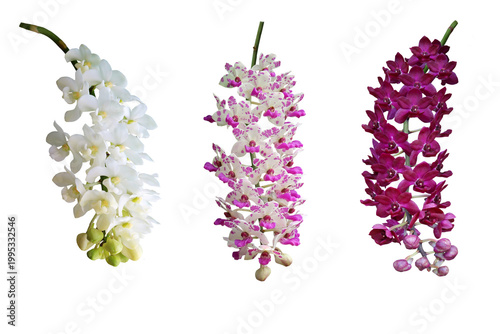 A close-up image of three blooming Thai orchids in different colors, isolated on a PNG file with a transparent background.