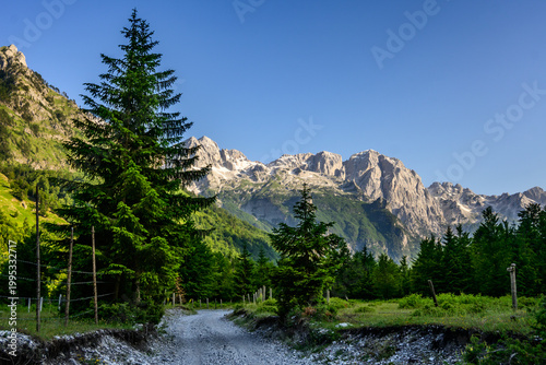 A winding gravel track leads through tall, dense pine trees towards magnificent snow-capped mountains, bathed in warm morning light under a blue sky in Valbona Valley, Albania.