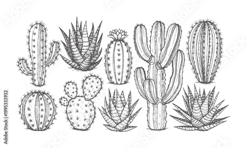 Hand drawn collection of various desert cacti and succulents cactus plant 1 nature