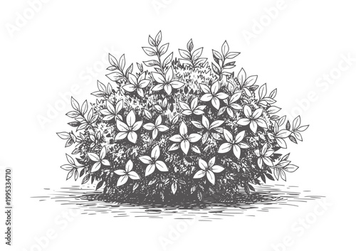 Hand drawn of a dense flowering bush with leaves and petals plant foliage