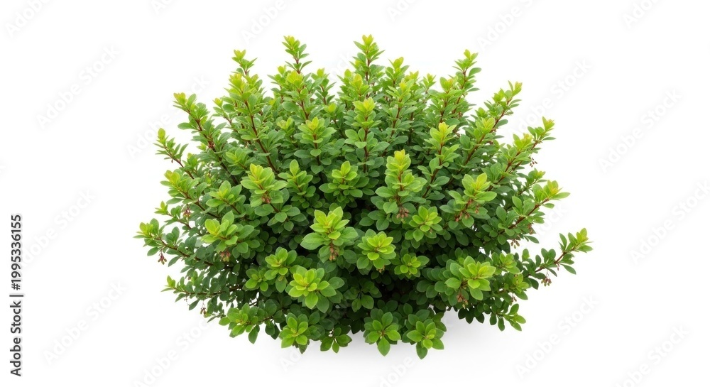Obraz premium A lush green bush with dense foliage and vibrant leaves on a white background