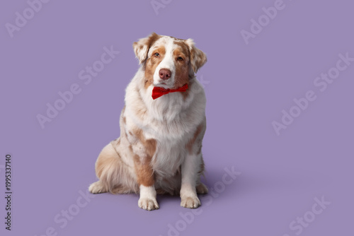 Funny Australian Shepherd d...