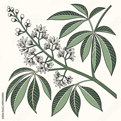 A detailed botanical illustration showcases a mango branch with vibrant green leaves delicate white flowers and developing fruit high quality professional modern