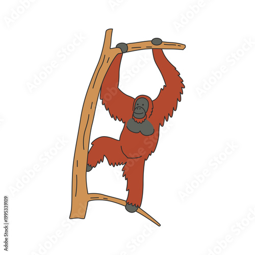 Orangutan illustration