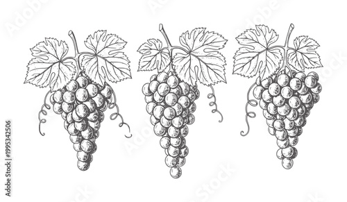 Three bunches of dark grapes with leaves and tendrils fruit food