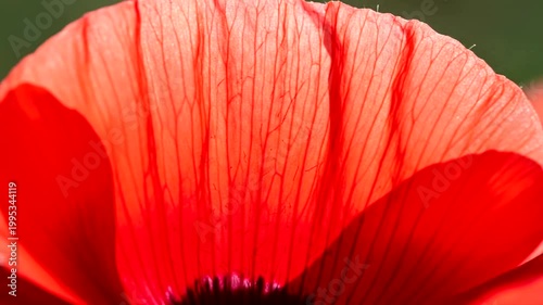 Close up view of a beautiful vibrant red poppy flower petal.