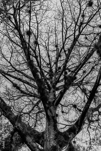 silhouette of a tree