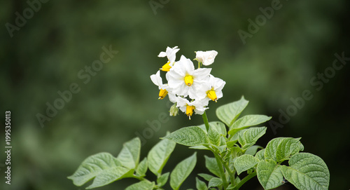 Beautiful close-up of a potato plant flower with its vibrant white petals, in full bloom.