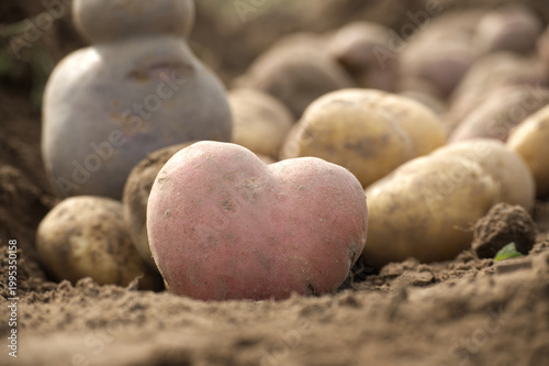 Heart-Shaped Potato in Soil Surrounded by Freshly Harvested Tubers