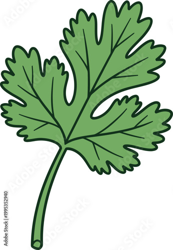 Green Parsley Leaf Isolated on White Background