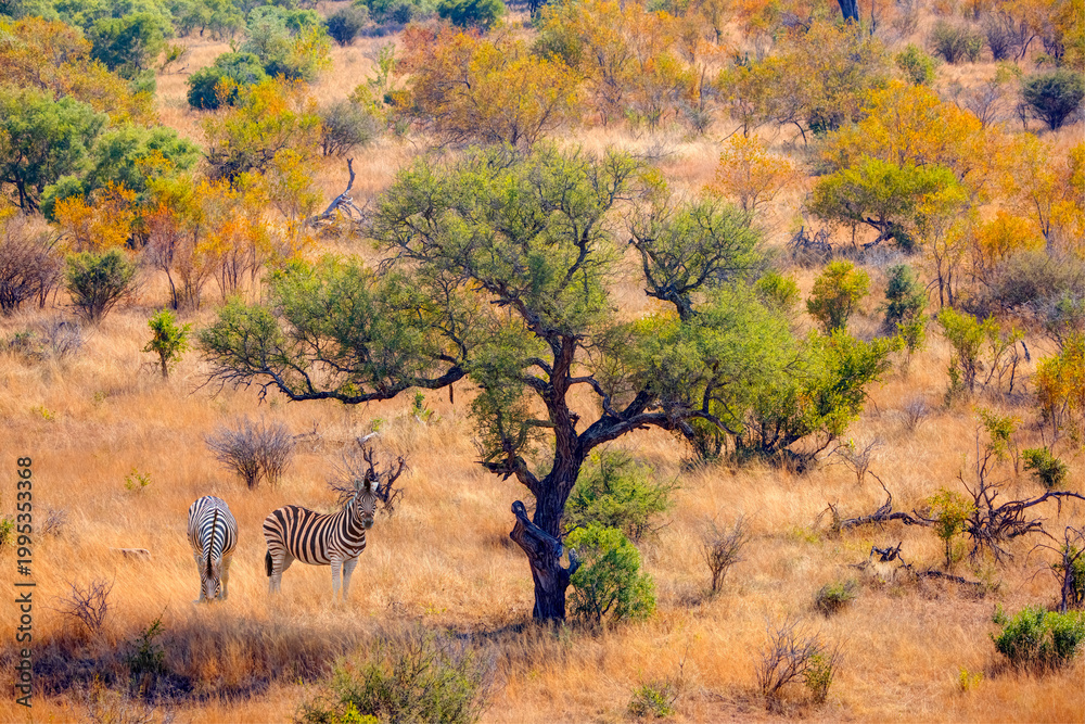 Fototapeta premium A group of zebras standing among the yellow grass in Kruger National Park in South Africa, in the African savannah, during a safari - Kruger National Park, South Africa