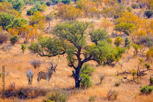 A group of zebras standing among the yellow grass in Kruger National Park in South Africa, in the African savannah, during a safari - Kruger National Park, South Africa