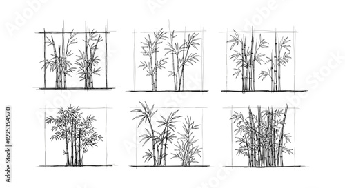 Bamboo, Tropical Palm Trees, Vector Illustrations, Black and White isolated on White Background