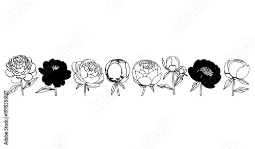 Tableau sur toile Peony flower clipart horizontal lineup vector with elegant spring floral design