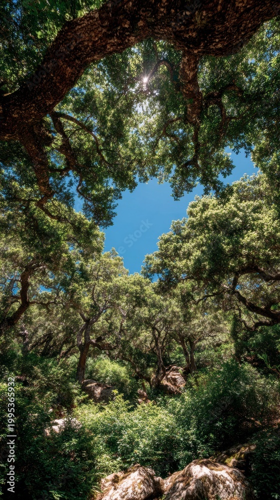 Fototapeta premium Looking up at lush green oak tree canopy forming natural heart shape against clear bright blue sky in serene sunlit woodland environment for nature concept