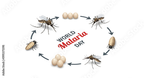On World Malaria Day, a vector illustration shows the mosquito life cycle with eggs, larva, pupa, and adult stages arranged in a circular diagram against a clean white background, promoting
