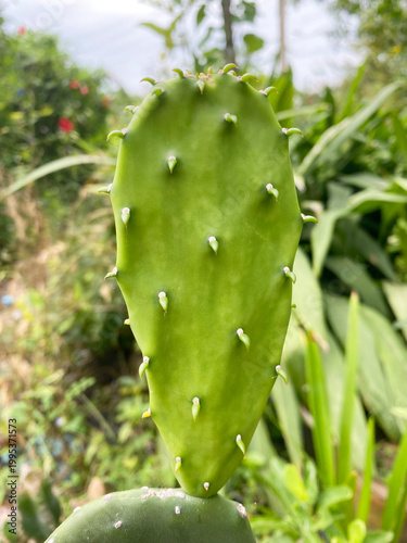 cactus in the garden