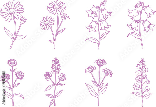 Set of hand drawn wildflowers, botanical line art illustrations