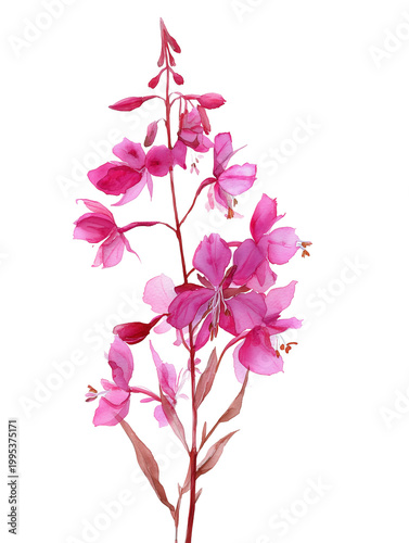 Watercolor illustration of a pink fireweed flower. Cut out illustration of summer wild flower. Blooming sally flower, willowherb, botanical sketch isolated on transparent background.