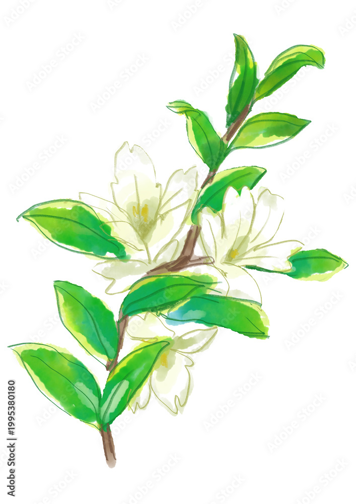 Fototapeta premium 咲き誇るハクチョウゲの花の手描きの水彩イラスト(透過PNG)