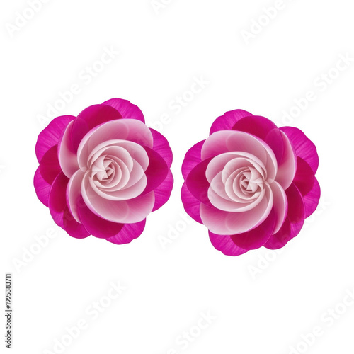 Two pink roses on transparent background for decoration