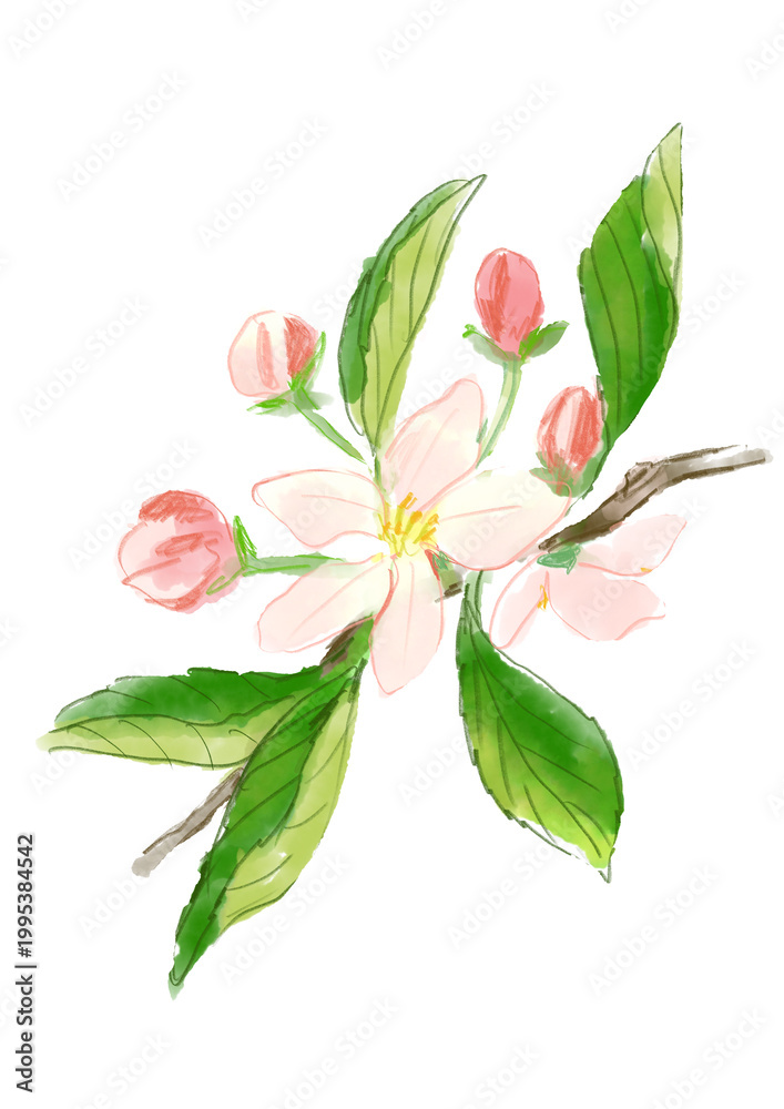 Obraz premium 咲き誇るリンゴの花の手描きの水彩イラスト