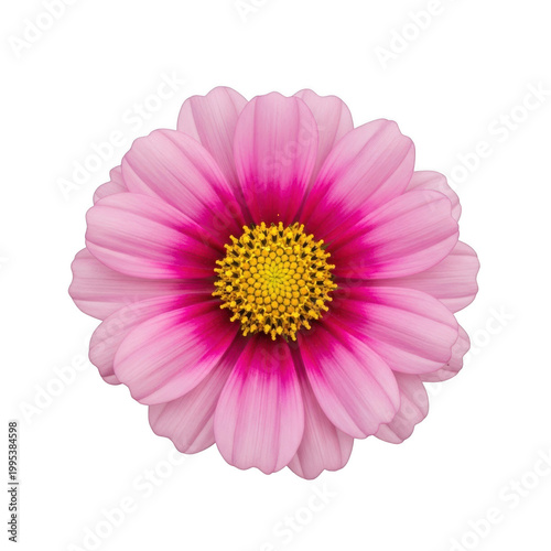 A beautiful pink flower on transparent background