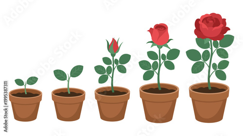 Rose plant growth stages vector, potted plant development from seedling to sprout bud and blooming flower natural gardening lifecycle illustration