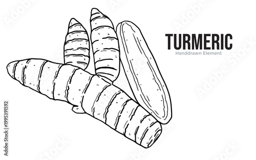 A hand-drawn illustration of turmeric roots, showcasing their segmented texture and organic shape.