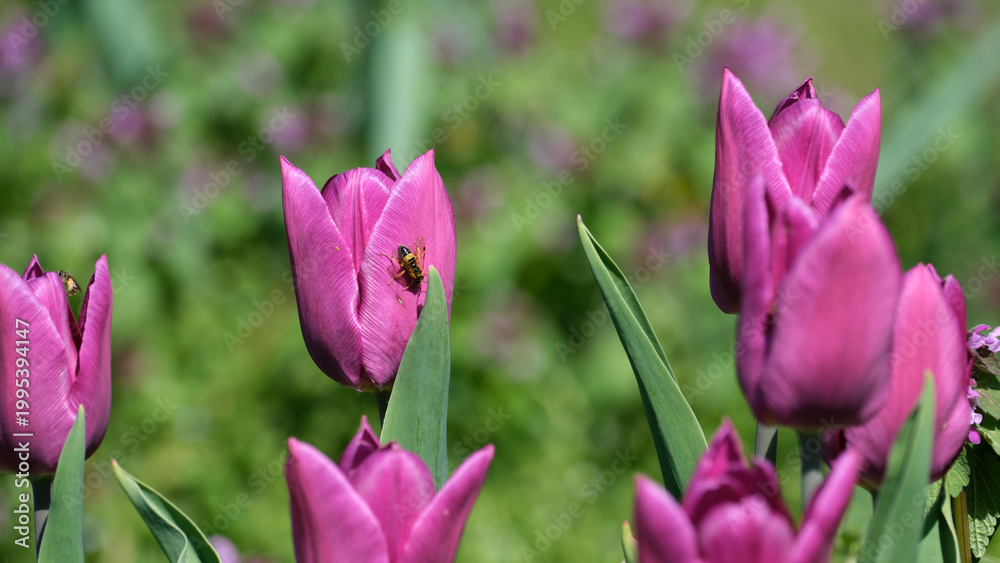 Obraz premium Bright pink tulips bloom as a bee collects nectar in springtime garden
