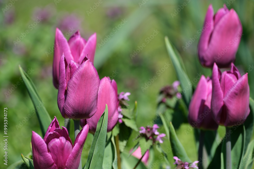 Obraz premium Vibrant purple tulips blooming in a sunny garden setting