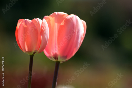 Delicate pink tulips bloom softly in the spring sunshine