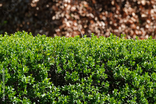 Vibrant green bushes creating a natural tapestry in sunlight