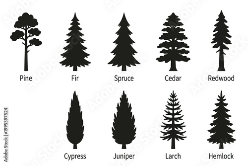 different types of evergreen tree silhouettes isolated on transparent background