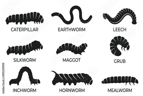 Obraz na plátne Nine different types of worms and larvae illustrated in black and white isolated