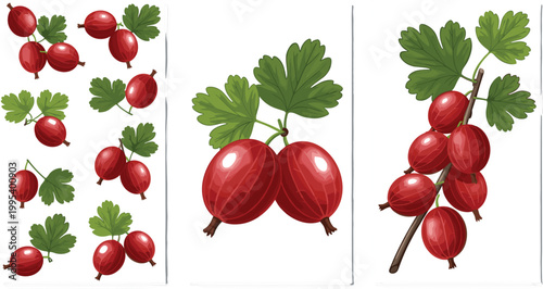 Red gooseberry fruit vector illustration set with berries on branches and leaves, fresh organic garden fruit, botanical flat design collection isolated on background