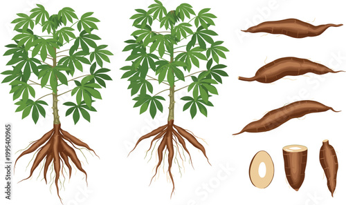 Cassava plant growth stages vector illustration with roots, whole tubers and cut section, tropical agriculture crop, organic food source, botanical flat design isolated