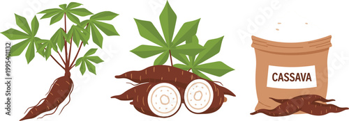 Cassava plant and root vector illustration set with sliced tuber and labeled sack, tropical agriculture crop, organic food source, botanical flat design isolated background