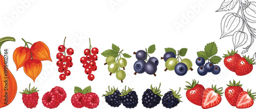 Mixed berries and fruits vector illustration border with strawberries, raspberries, blueberries, currants and physalis, fresh organic food collection, botanical flat design isolated