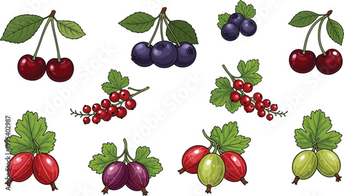 Mixed berries vector illustration set with cherries, blueberries, currants and gooseberries, fresh organic fruits collection, colorful botanical flat design isolated on background