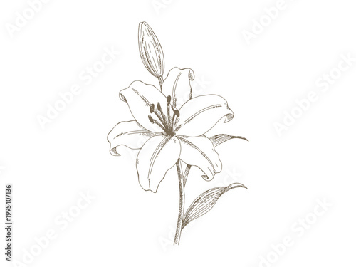Vintage Lily Flower