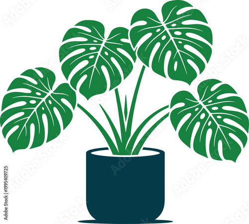 Monstera plant in dark blue pot large green leaves home decor botany.