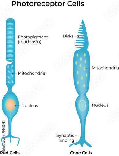 Photoreceptor Cells, Rod Cells, Cone Cells Diagram Vector Illustration
