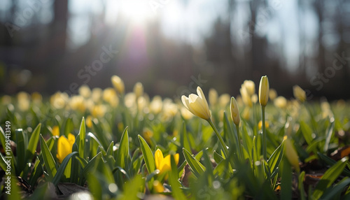A field of vibrant yellow flowers blooms in the warm sunlight