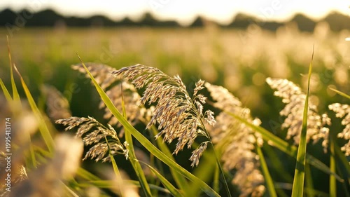 Golden Hour Field - A Serene Nature Landscape.
