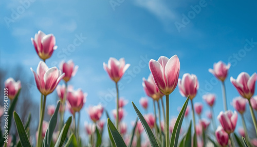 A vibrant field of pink tulips swaying gently under a clear blue sky